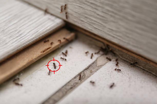 Best Ant Control Services  in Greenville, MS